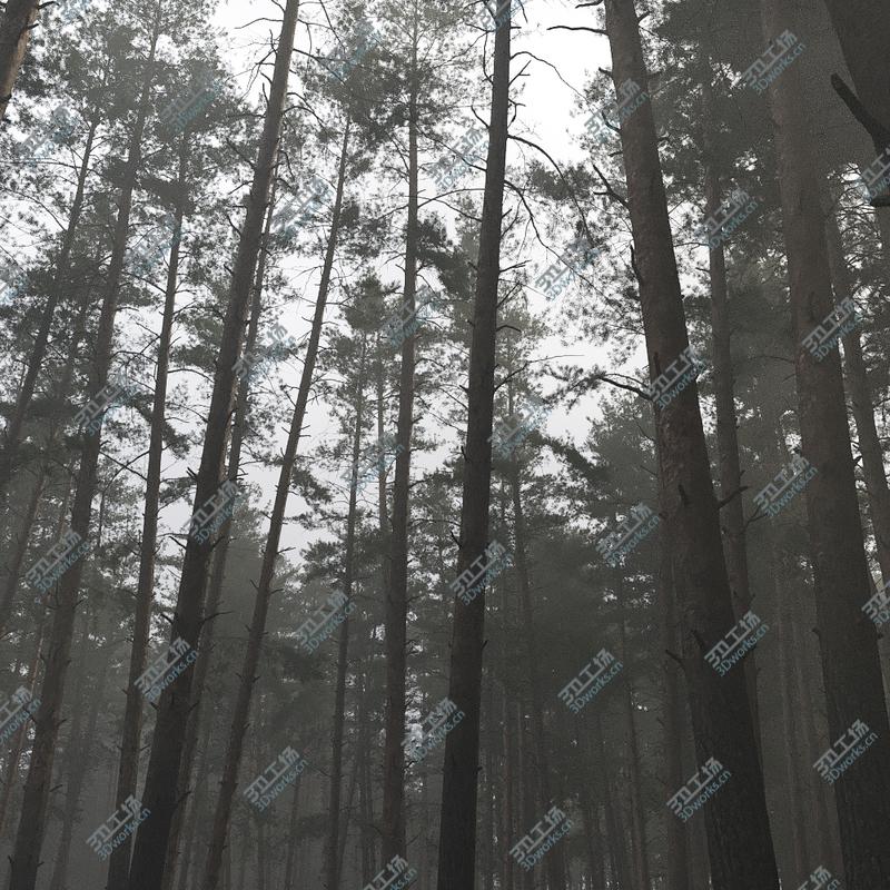 images/goods_img/2021040234/3D model Pinus Sylvestris Pack 01/5.jpg